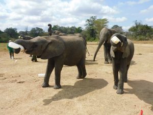 Enkesha und Luggard mit hren Milchflaschen (c) Sheldrick Wildlife Trust