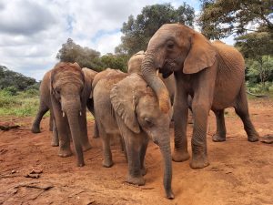 V.l.n.r.: Kiombo, Naleku und Maktao (c) Sheldrick Wildlife Trust