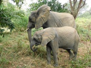 Luggard und Murera (c) Sheldrick Wildlife Trust