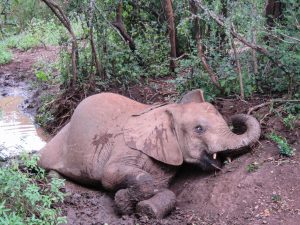 Mukokka (c) Sheldrick Wildlife Trust