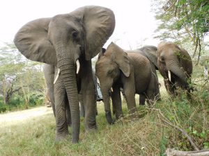 V.l.n.r.: Murera mit Enkesha und Luggard (c) Sheldrick Wildlife Trust
