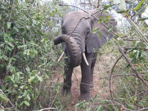 Ziwa (c) Sheldrick Wildlife Trust