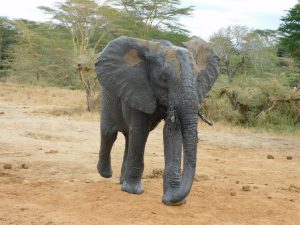 Ziwa (c) Sheldrick Wildlife Trust