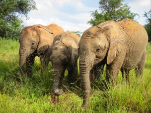 V.l.n.r.: Ziwadi, Olorien, Larro (c) Sheldrick Wildlife Trust