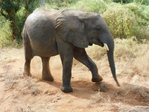 Galla (c) Sheldrick Wildlife Trust