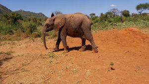 Jotto (c) Sheldrick Wildlife Trust