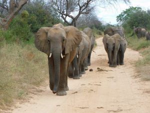 Kamok führt an (c) Sheldrick Wildlife Trust