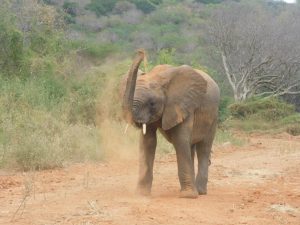 Mundusi (c) Sheldrick Wildlife Trust