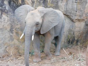 Enkikwe (c) Sheldrick Wildlife Trust