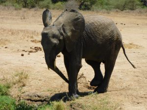 Luggard (c) Sheldrick Wildlife Trust