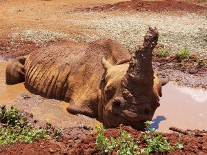 Maxwell (c) Sheldrick Wildlife Trust