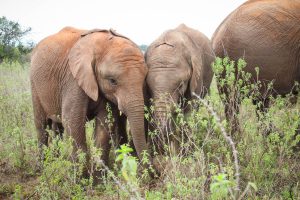 Mukkoka und Larro (c) Sheldrick Wildlife Trust