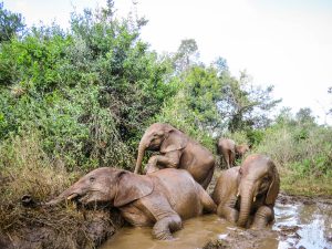 v.l.n.r.: Nabulu, Roho und Maisha (c) Sheldrick Wildlife Trust