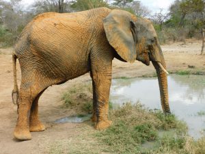 Sonje nach dem Wälzen in der roten Erde (c) Sheldrick Wildlife Trust