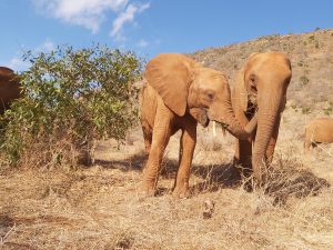 Tahri und Ndii (c) Sheldrick Wildlife Trust