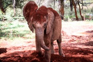 Bondeni (c) Sheldrick Wildlife Trust