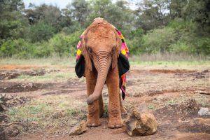 Bondeni (c) Sheldrick Wildlife Trust