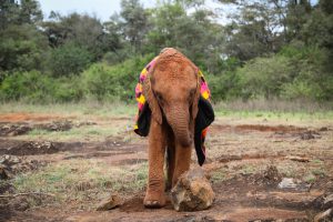 Bondeni (c) Sheldrick Wildlife Trust