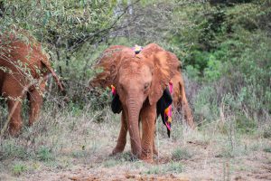 Bondeni (c) Sheldrick Wildlife Trust