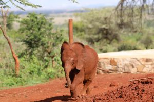 Bondeni (c) Sheldrick Wildlife Trust