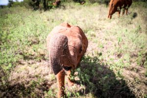 Bondeni (c) Sheldrick Wildlife Trust