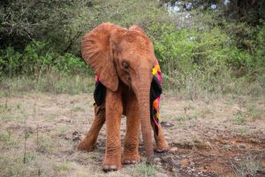 Bondeni (c) Sheldrick Wildlife Trust
