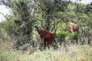 Bondeni (c) Sheldrick Wildlife Trust