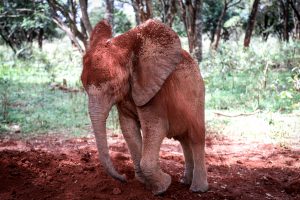 Bondeni (c) Sheldrick Wildlife Trust