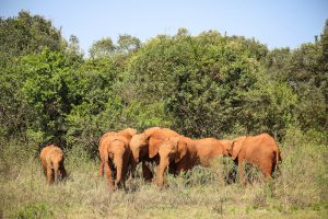 (c) Sheldrick Wildlife Trust