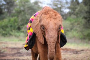(c) Sheldrick Wildlife Trust