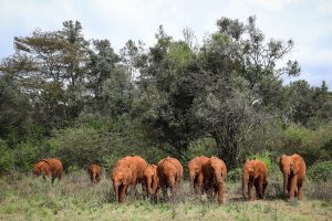 (c) Sheldrick Wildlife Trust