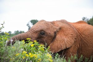 Kiasa (c) Sheldrick Wildlife Trust