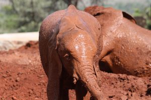 Kiasa (c) Sheldrick Wildlife Trust