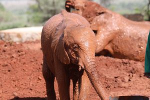 Kiasa (c) Sheldrick Wildlife Trust