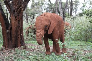 Kiasa (c) Sheldrick Wildlife Trust
