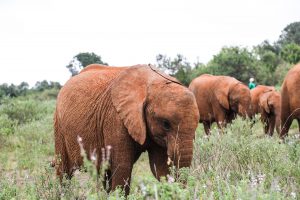 Kiasa (c) Sheldrick Wildlife Trust