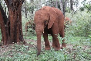 Kiasa (c) Sheldrick Wildlife Trust
