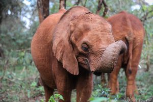 Kindani (c) Sheldrick Wildlife Trust