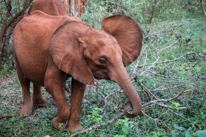 Kiasa (c) Sheldrick Wildlife Trust