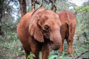 Kindani (c) Sheldrick Wildlife Trust