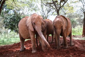 Kindani, Bondeni und Kinyei (c) Sheldrick Wildlife Trust