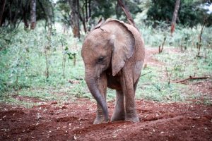 Kinyei (c) Sheldrick Wildlife Trust