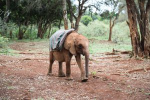 Kinyei (c) Sheldrick Wildlife Trust