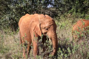 Kiombo (c) Sheldrick Wildlife Trust
