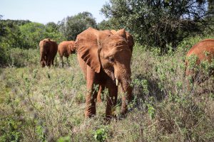 Kiombo (c) Sheldrick Wildlife Trust