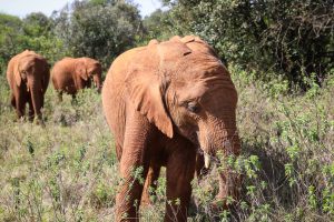 Kiombo (c) Sheldrick Wildlife Trust