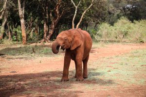 Kiombo (c) Sheldrick Wildlife Trust