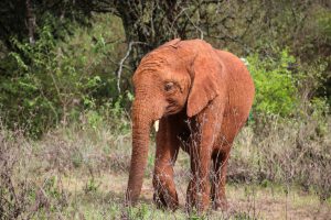 Kiombo (c) Sheldrick Wildlife Trust
