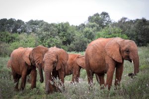 Kiombo und Maktao (c) Sheldrick Wildlife Trust