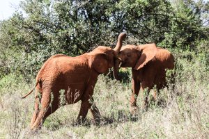 Kiombo und Maktao (c) Sheldrick Wildlife Trust